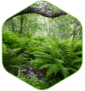Branche avec fougère